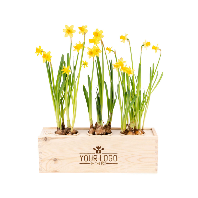 media/image/BloomsOutOfTheBox_narcissen-333CTGMb66C9SV.png